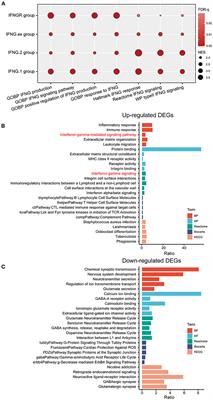 A 2-Gene Signature Related to Interferon-Gamma Predicts Prognosis and Responsiveness to Immune Checkpoint Blockade of Glioma